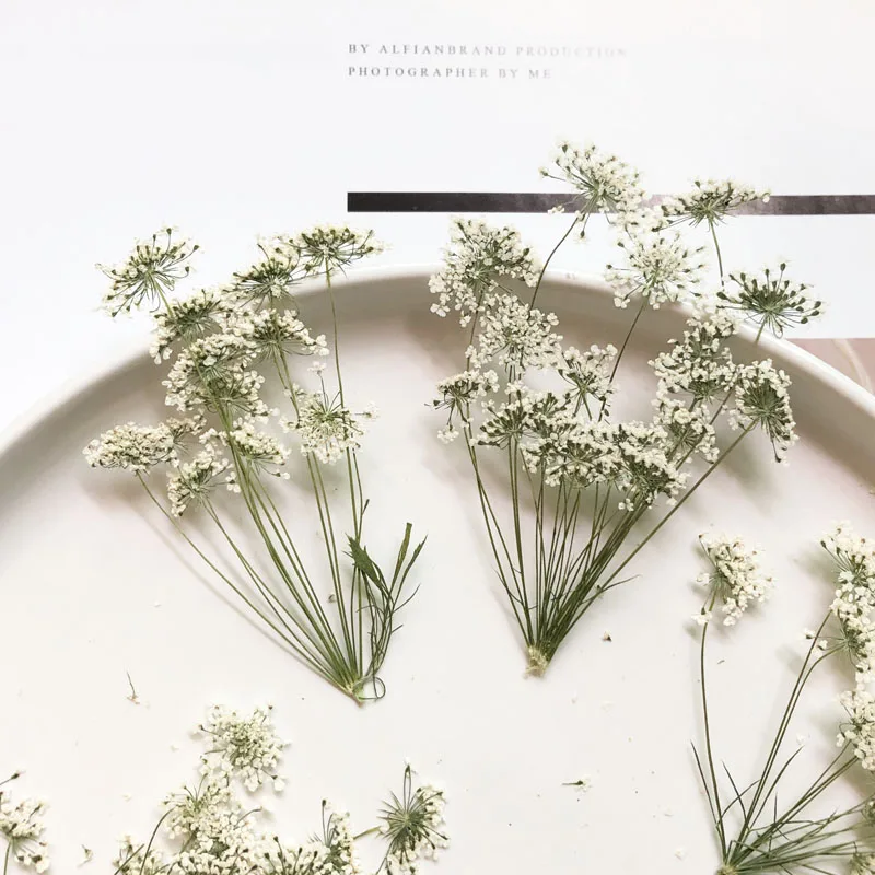 5-7cm/12pcs,Snow Tiny Flowers  - Craft Embellishment ulasan dan harga